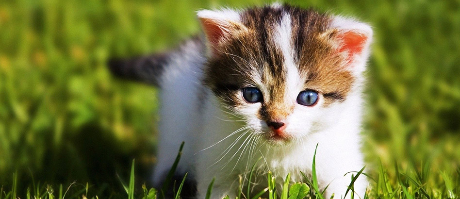 Transport caini in tara