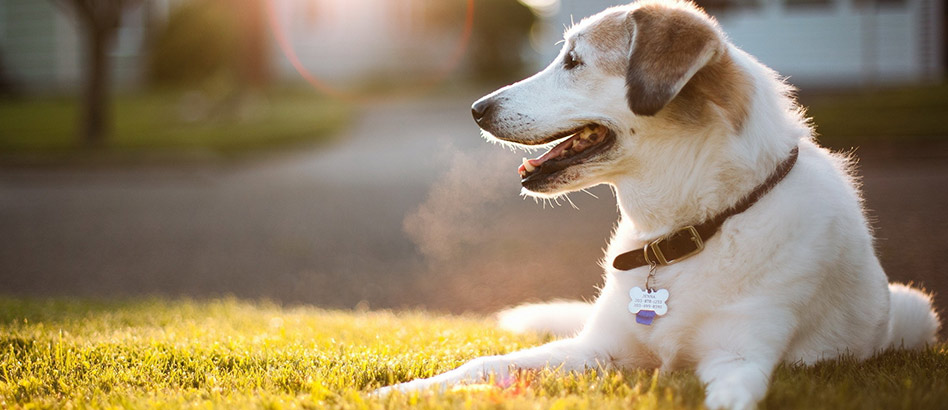 Transport caini international